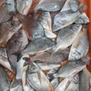 ابو بدر للأسماك الطازجة