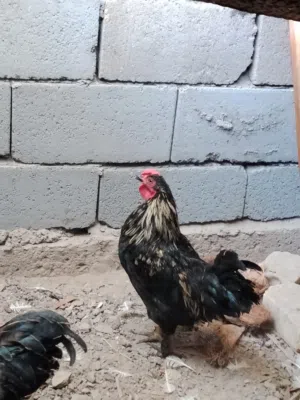 سعر بلاش بلاش