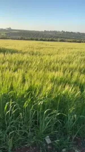 قطعه ارض للبيع في محافظة جرش بمنطقة جبا