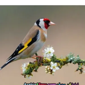 خالد الطرابلسي