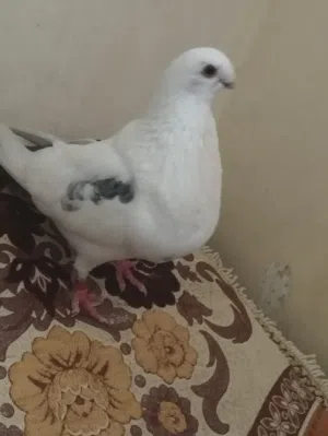 ذكر سيفيانوس ملكي