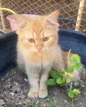 British Himalayan and Persian cats