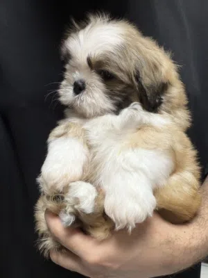 سلالة شدزو الحجم القصير ومستوى عالي وبيور في دبي ، Shihtzu pureb breed short type and high quality