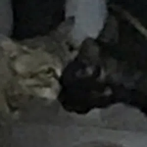 مجهول 