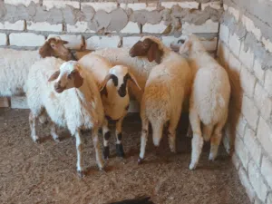 6 فطايم عز ماتمقرس الله يبارك ماشاء الله  فطايم نظاف عود وقفا