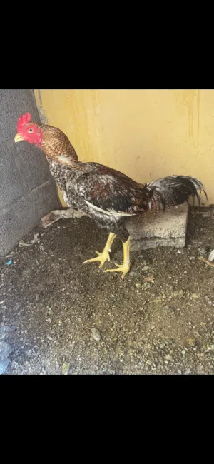 البيع دياكه بكستانيات واحد ميوالي وثنين بنجابي الي يله رغبه يتفضل