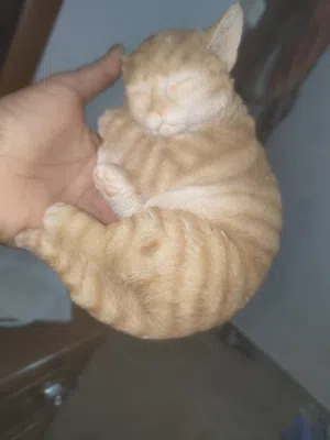 the cate shopis