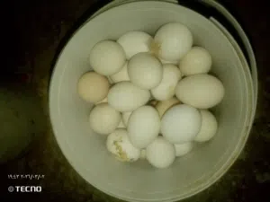 بيض بلدي مخصب ومكفول