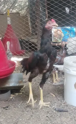 ديك باكستاني للبيع
