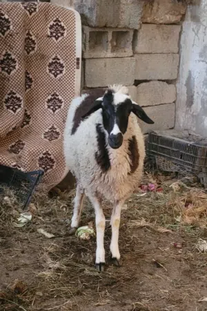 نعجه وطنيه للبيع