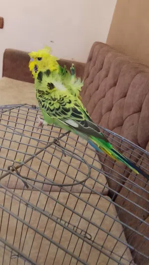 Omar for the parrots