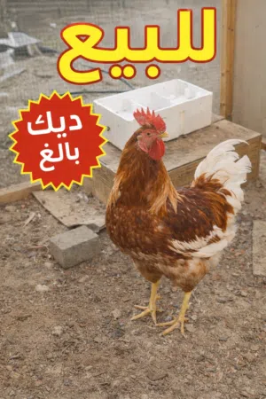 ديك لوهمان براون