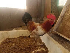 Need Broiler Chicks” “Looking for Chicken Chicks” “Need Layer Chicks in Abu Dhabi” “Want to Buy Baby