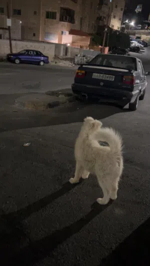 كلب سموايت للبيع