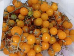 طماطم شيرى حامض