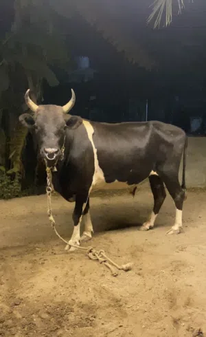 عجل لبيع  اقرأ الوصف قبل لا تسويلي