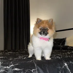 For sale Mini Pomerinum, Female 7 months old