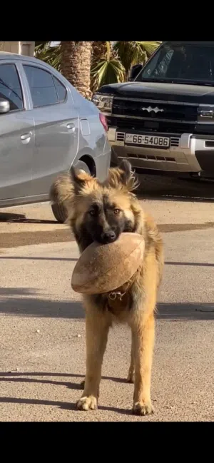 جرو جيرمن شيبرد لونج هير لون فاتح قناع اسود ماخذ كل مطاعيمو وموجود دفتر المطاعيم وماخذ حب دود