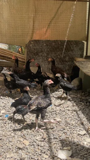 دجاج باكستاني ميوالي مستوى ممتاز