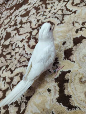 فرخ كوكتيل البينو للبيع