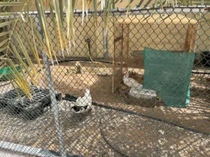 بط في أبوظبي الحبتين 250