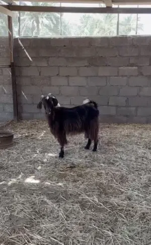 شاه حلال بني سعيد وحليب وافر