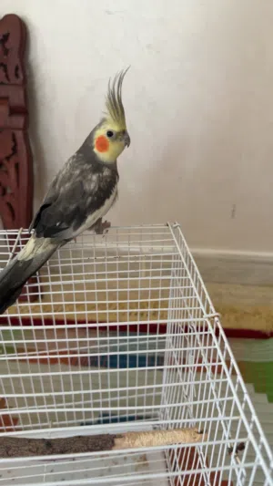 طائل الكوكتيل الجميل مع القفص