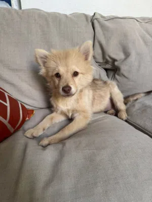 ذكر بومرينيان