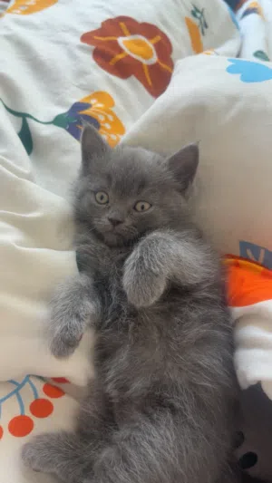 Scottish and British short Hair kittens