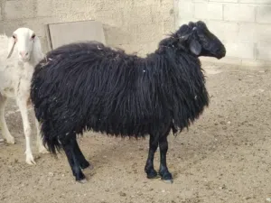 للبيع كبش و شاه عاقر و جدي و صخله