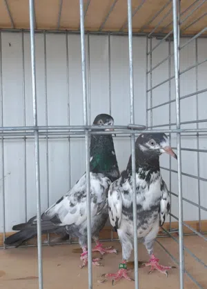 زوج بكتان نضيف الدم معا فرخ مجاني