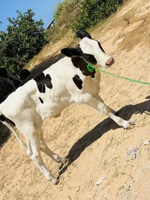 ‏أبقار‏3