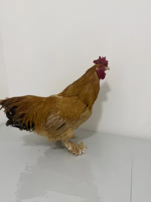 دياجة برهام صحة وحجم مطعمين 100%