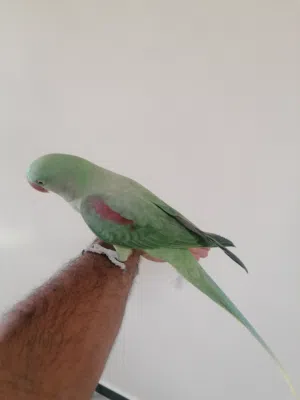 بغبغاء أنثى نيبالي شبه أليفه تنطق بعض الكلمات