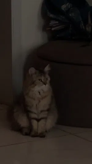 قطه جميله للبيع