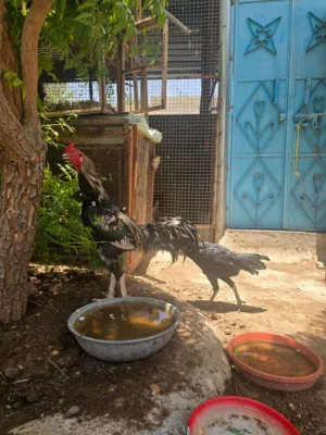 زوج دجاج باكستاني
