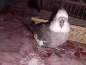 عصافير كوكتيل للبيع طرابلس