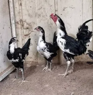 بوطاني اصلي