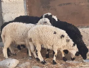 كباشة وحملات ماشاء الله