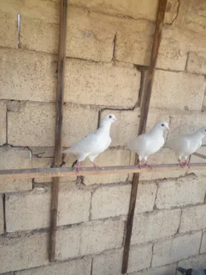 زواجل للبيع زوج امايات