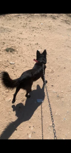 انتايه بلاك جاك قريب اتقرزن