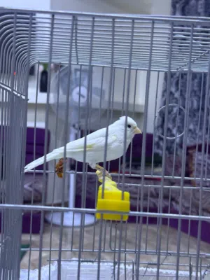 عصفور كناري