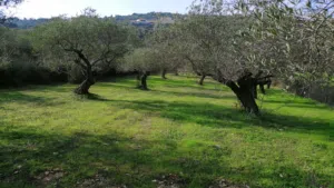 Residential . 6400 m2 . Agent0