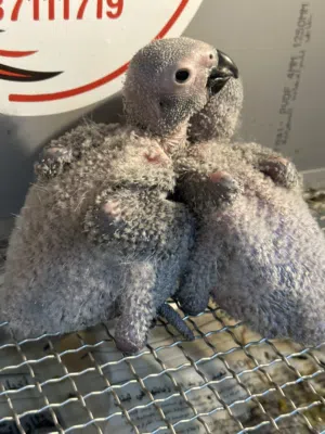 فروخ كاسكو انتاج البحرين