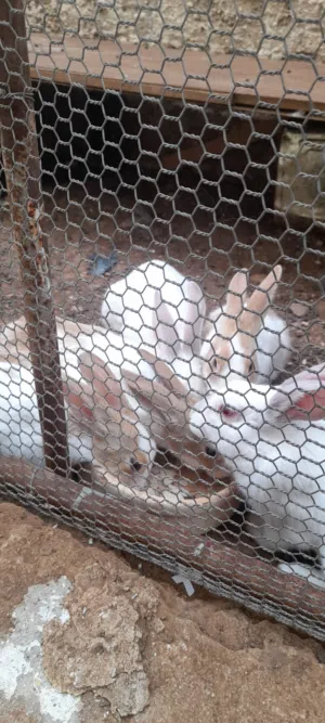 ارانب بلدي وفرنسي  للبيع