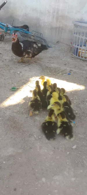 بطه مع فراخها