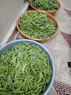فول بلدي أخضر
