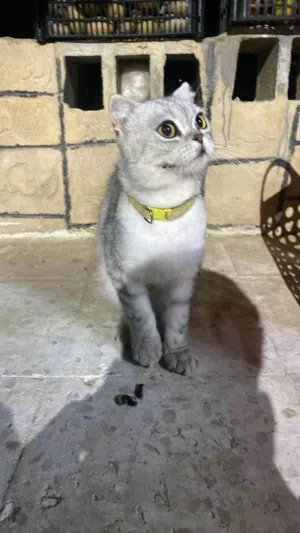 سكوتش ستريت