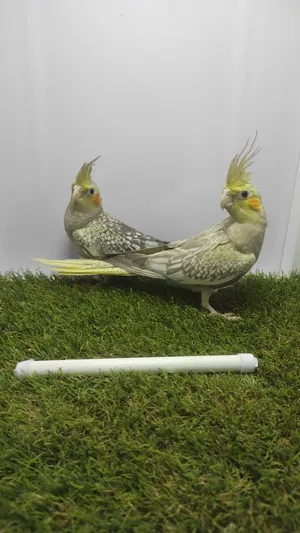 ‏طيور‏0