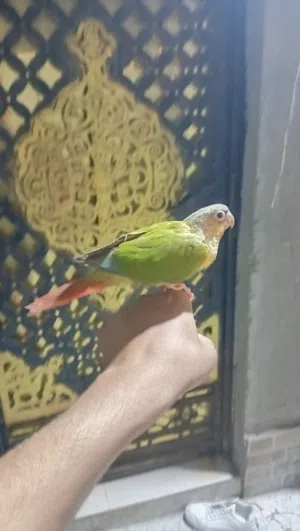 طير كانيور